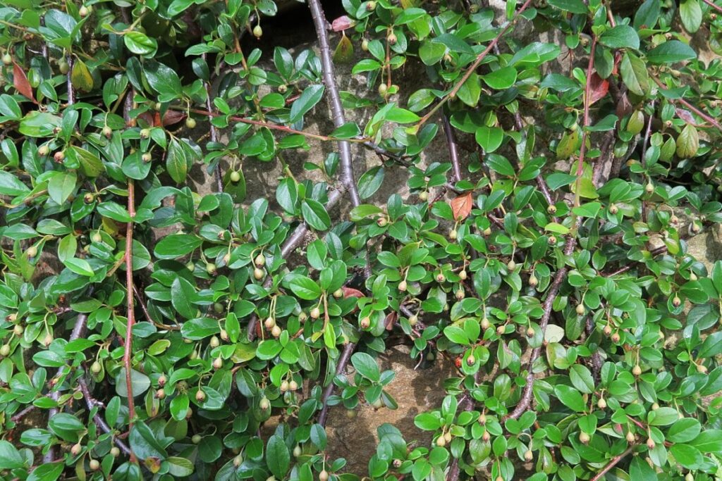 Zwergmispel (Cotoneaster dammeri) — Pflanzenfoto