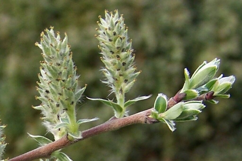Zwergweide (Salix repens) — Pflanzenfoto