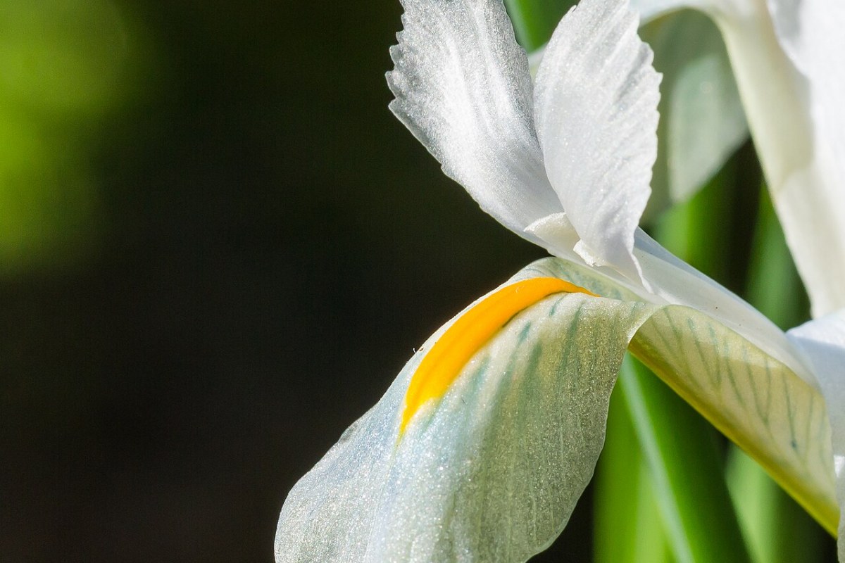 Zwiebeliris (Iris reticulata) — Pflanzenfoto